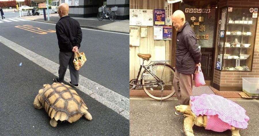 日本大爺帶寵物散步引眾人圍觀，別人遛狗他遛烏龜，龜：我都遛了2個老頭了