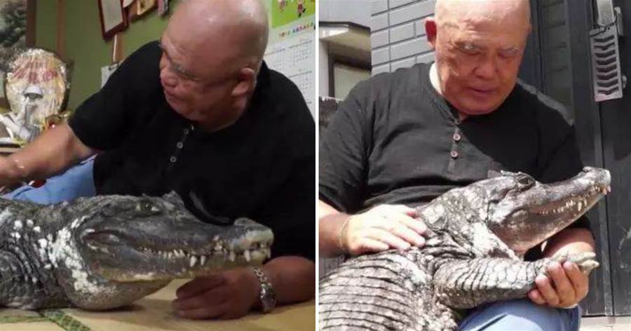 日本一老人，養鱷魚當寵物34年，推拉門都弄爛，榻榻米全刮花，主人稱比起被吃掉，更害怕一件事~