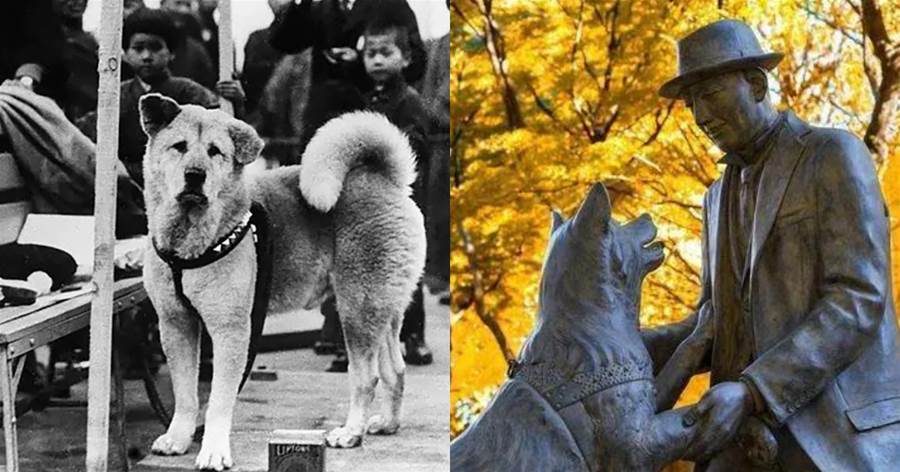 日本綜藝首次曝光《忠犬八公》背後的故事：它最終等到了與主人重聚！