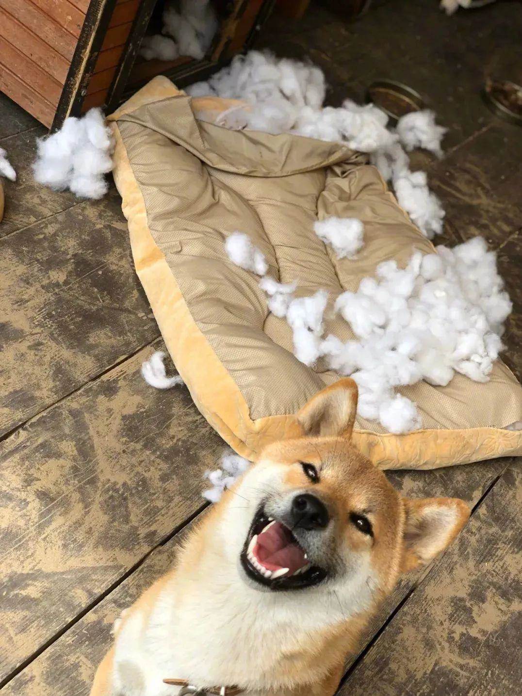 犬中挖掘機 柴柴因爲熱愛刨坑被開發出第二職業 家裏的筍都靠它了